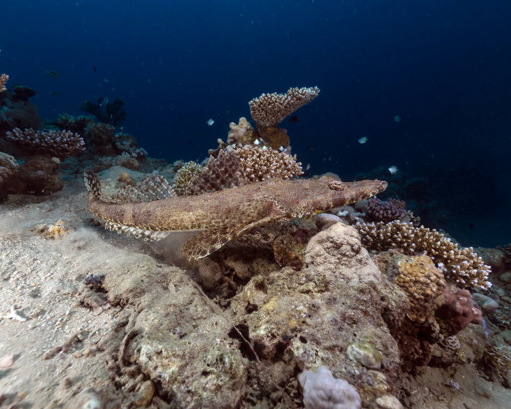 Le poisson crocodile de Beaufort (Cymbacephalus beauforti)