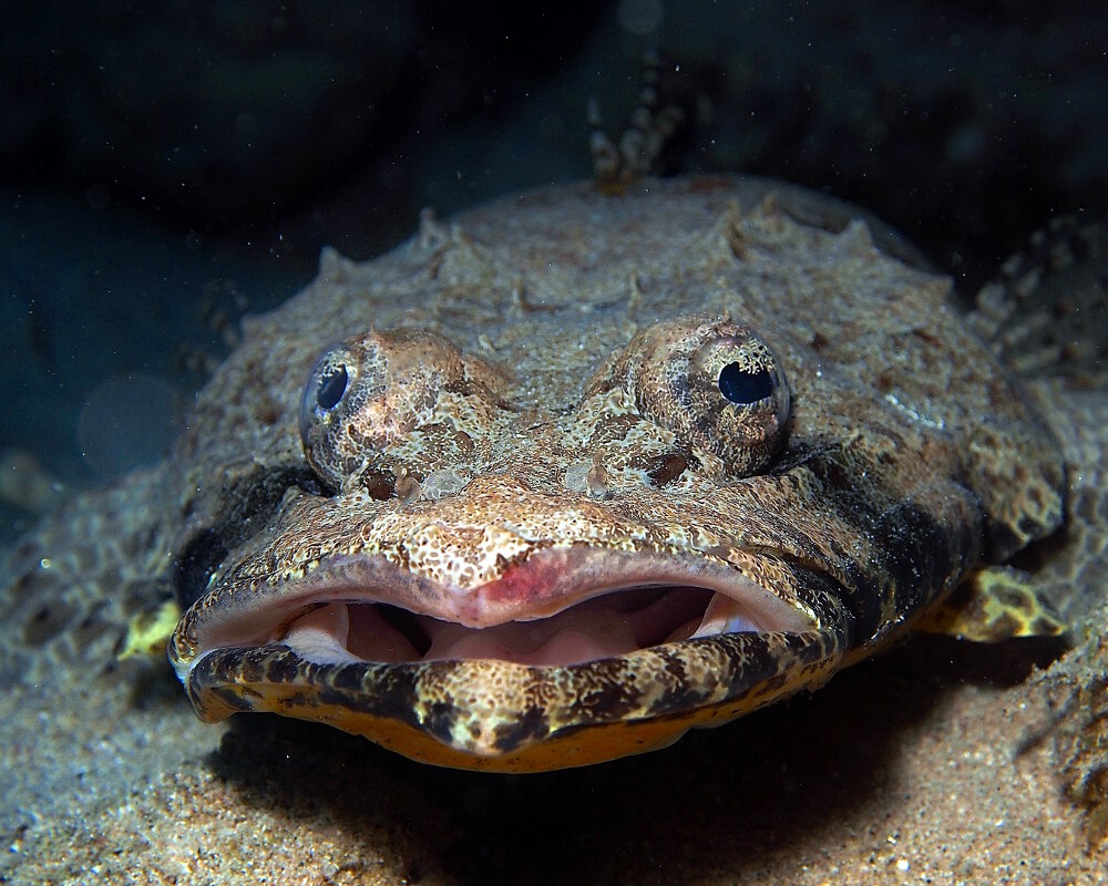 Le poisson crocodile de Beaufort (Cymbacephalus beauforti)