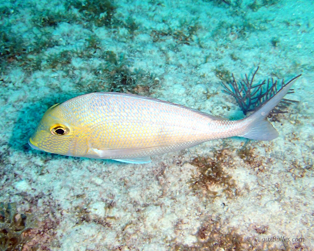 The saucereye porgy (Calamus calamus) The saucereye porgy (Calamus calamus)