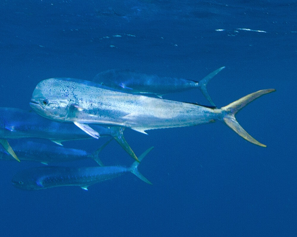 La daurade coryphène ou mahi-mahi (Coryphaena hippurus)