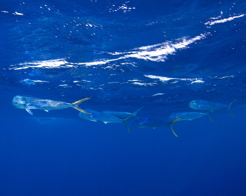 La daurade coryphène ou mahi-mahi (Coryphaena hippurus)