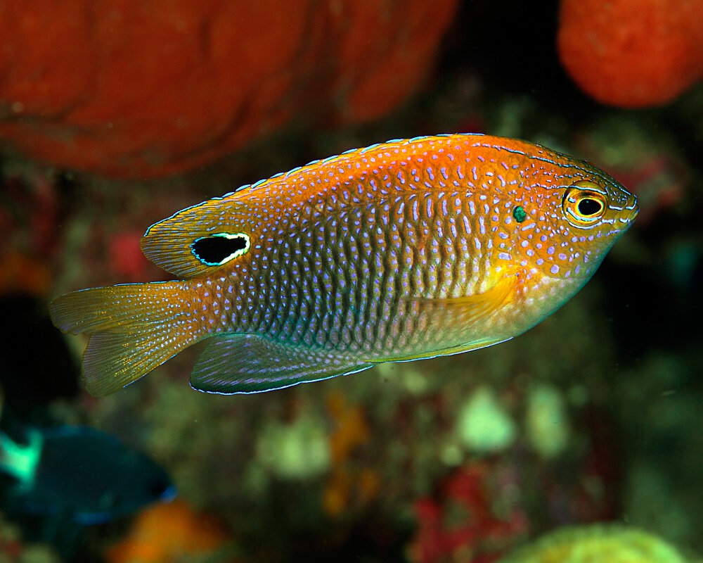 Le poisson demoiselle à points bleus (Pomacentrus vaiuli)