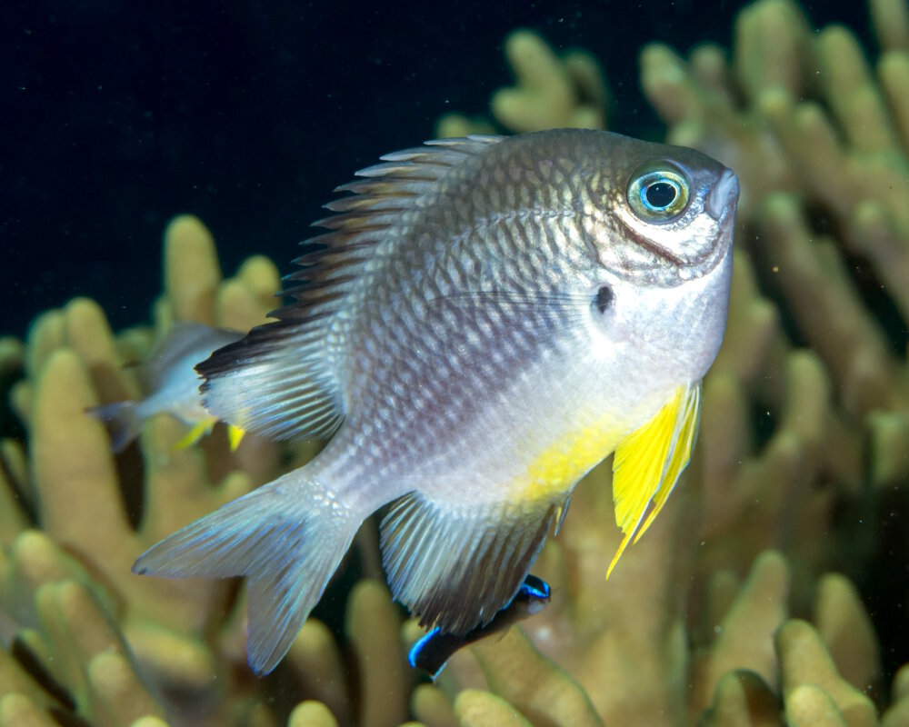 La demoiselle à ventre blanc (Amblyglyphidodon leucogaster) La demoiselle à ventre blanc (Amblyglyphidodon leucogaster)