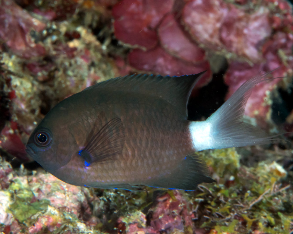 La demoiselle à zone axillaire bleue (Chromis caudalis) La demoiselle à zone axillaire bleue (Chromis caudalis)