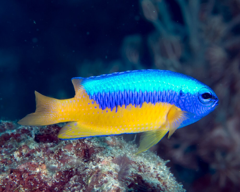 La demoiselle au ventre doré (Pomacentrus auriventris)