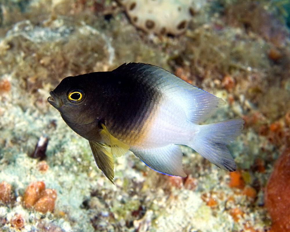 La demoiselle bicolore (Stegastes partitus) La demoiselle bicolore (Stegastes partitus)