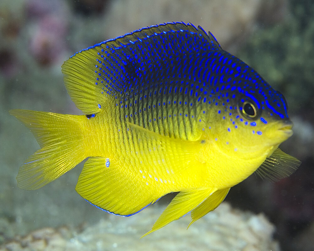 La demoiselle cacao (Stegastes variabilis) La demoiselle cacao (Stegastes variabilis)