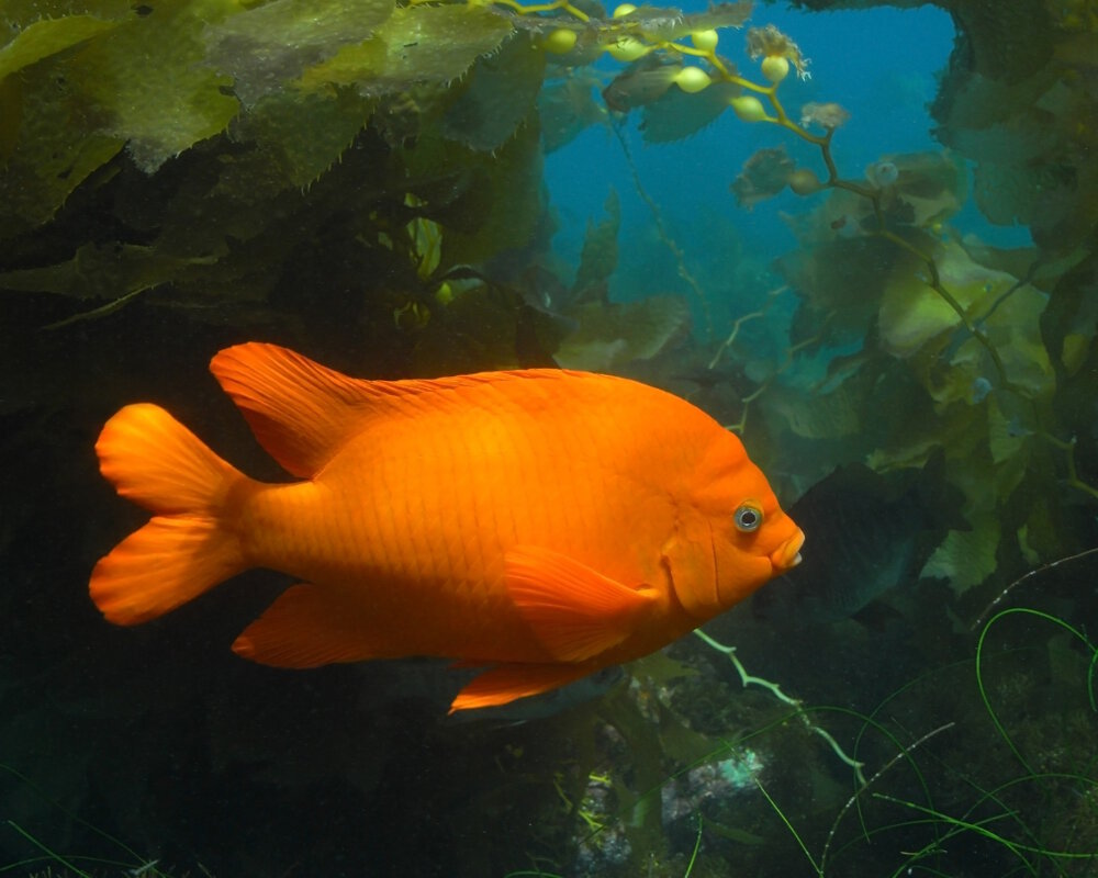 La demoiselle Garibaldi (Hypsypops rubicundus)