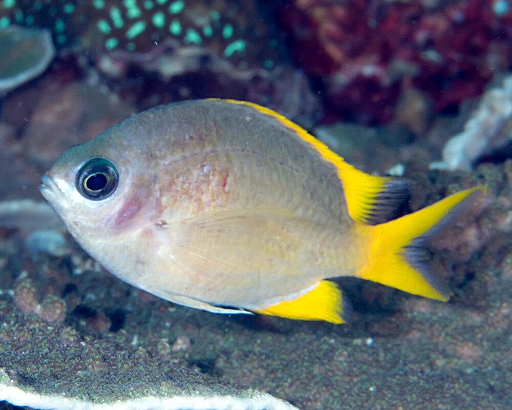 La demoiselle jaune (Chromis analis) La demoiselle jaune (Chromis analis)