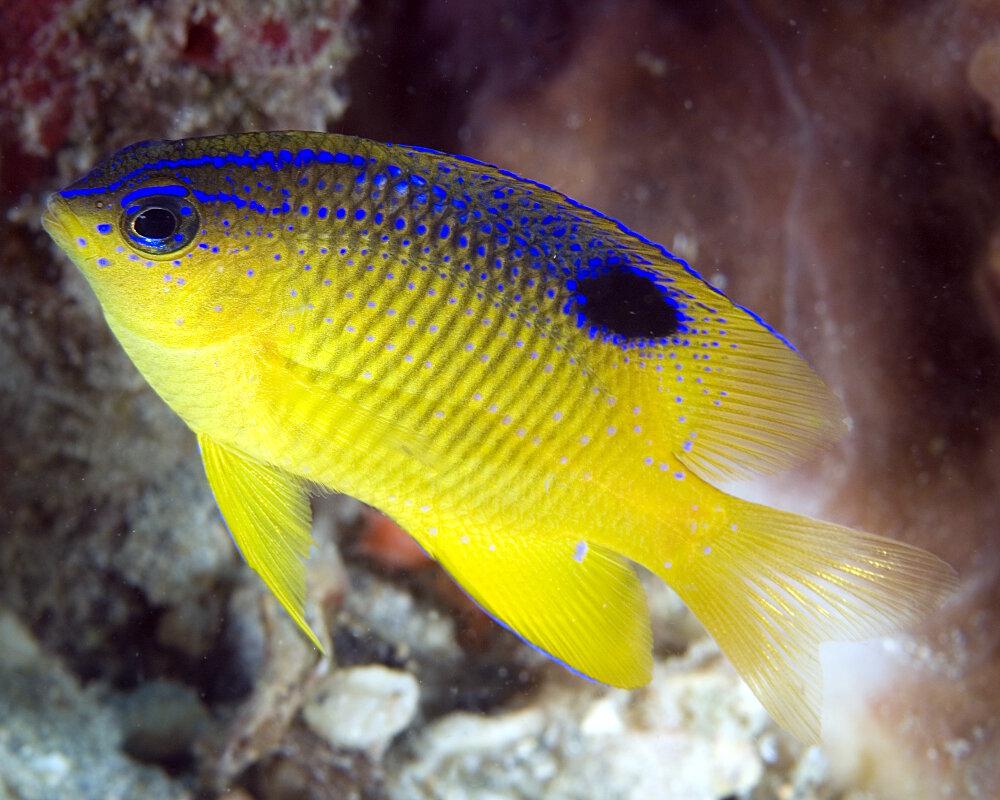 La demoiselle noire (Stegastes diencaeus)
