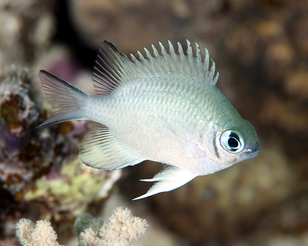 La demoiselle pâle (Amblyglyphidodon indicus)