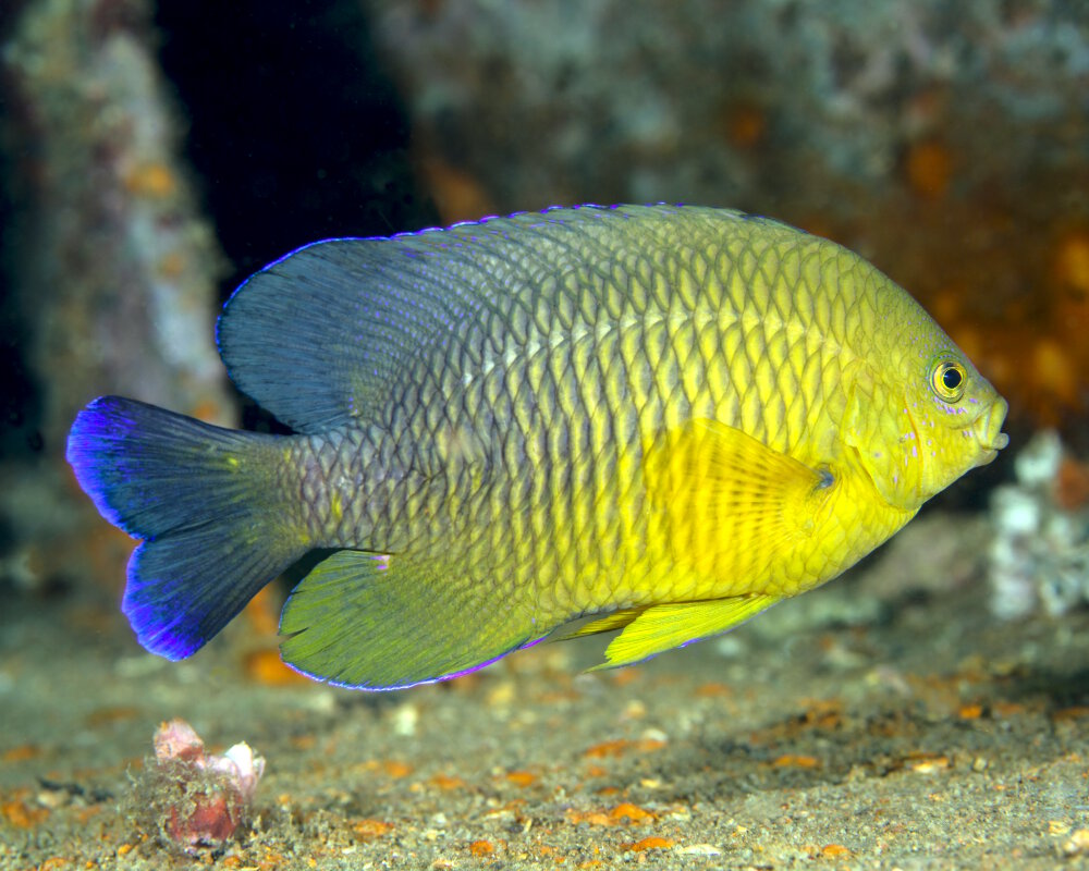La demoiselle sombre (Stegastes fuscus) La demoiselle sombre (Stegastes fuscus)
