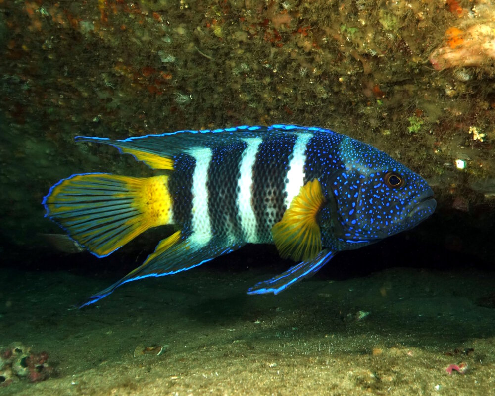 Le diable bleu de Bleeker (Paraplesiops bleekeri)