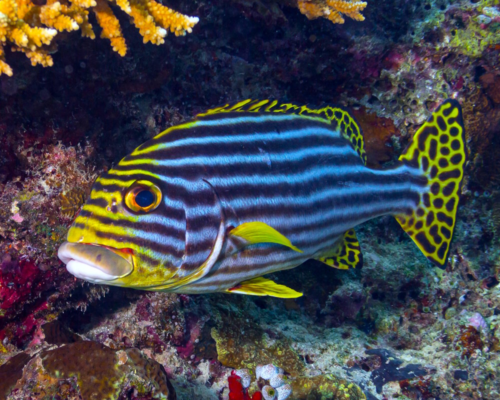 Le diagramme oriental (Plectorhinchus vittatus) Le diagramme oriental (Plectorhinchus vittatus)