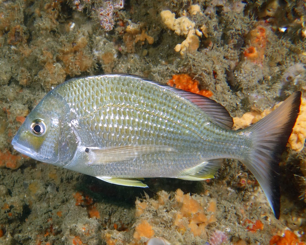 La dorade à nageoires jaunes australienne (Acanthopagrus australis) La dorade à nageoires jaunes australienne (Acanthopagrus australis)