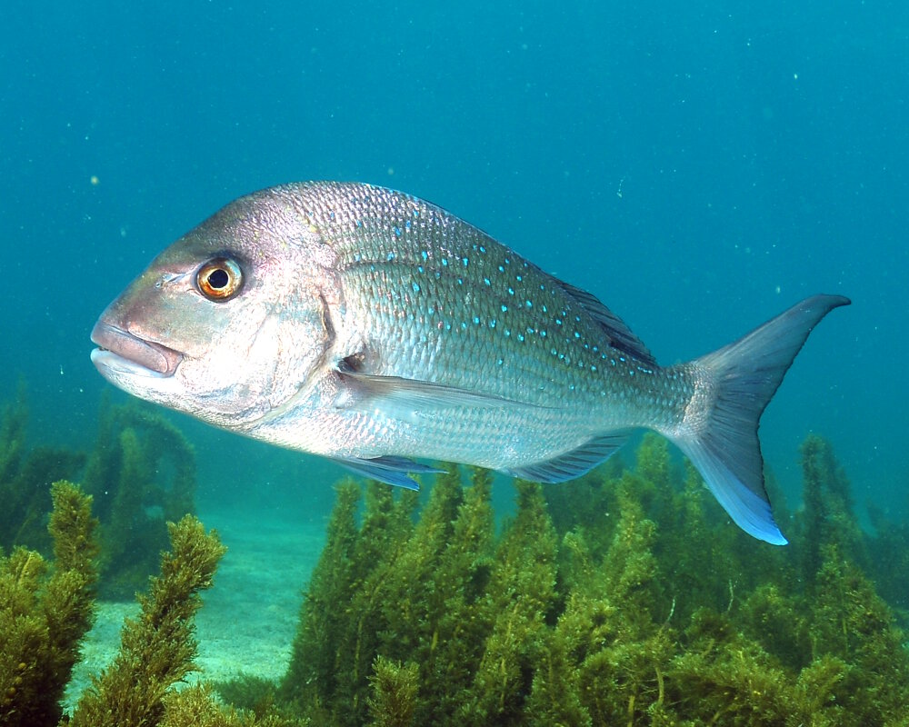 La dorade argentée australasienne (Pagrus auratus)