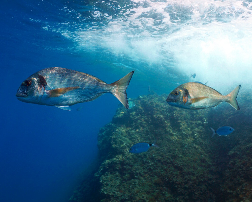 La dorade royale est un poisson de couleur gris argenté agrémenté sur ses flancs d'une grosse tâche noire située à la base de sa ligne latérale La dorade royale est un poisson de couleur gris argenté agrémenté sur ses flancs d'une grosse tâche noire située à la base de sa ligne latérale