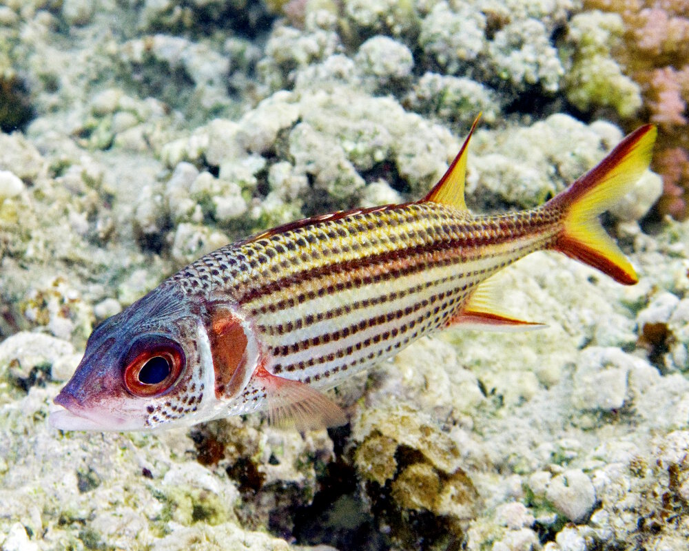Le poisson écureuil tacheté (Neoniphon sammara) Le poisson écureuil tacheté (Neoniphon sammara)