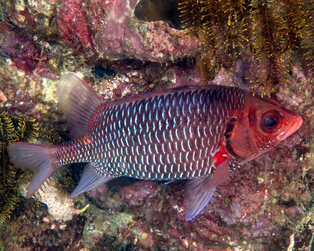Le poisson écureuil violet (Sargocentron violaceum) Le poisson écureuil violet (Sargocentron violaceum)