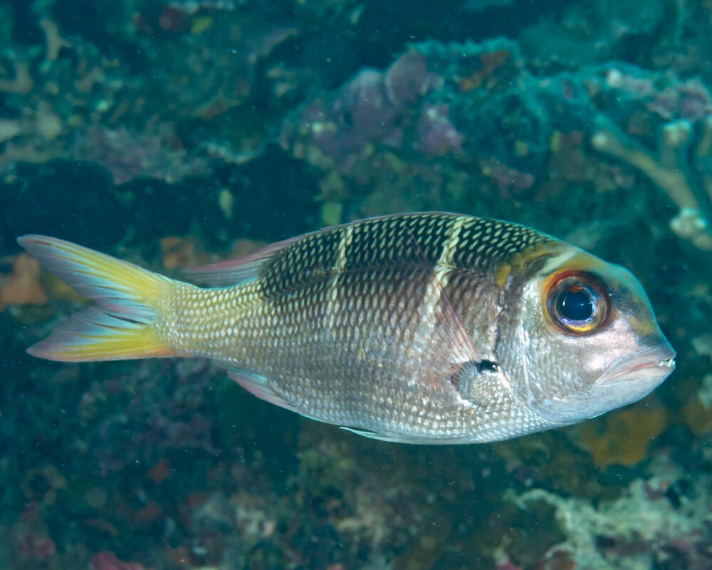The redfin emperor (Monotaxis heterodon)