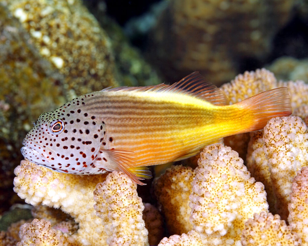 Le poisson épervier à tête ponctuée (Paracirrhites forsteri) Le poisson épervier à tête ponctuée (Paracirrhites forsteri)
