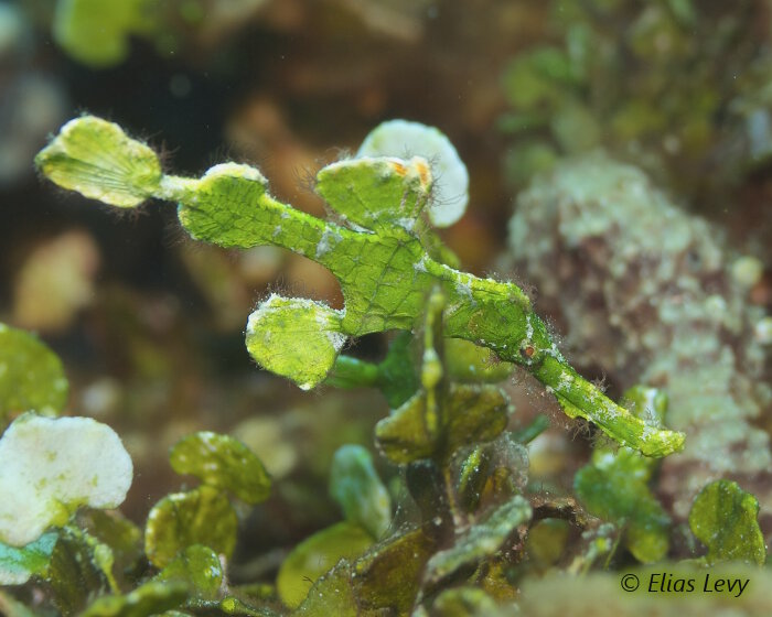 Le poisson fantôme halimeda (Solenostomus halimeda)