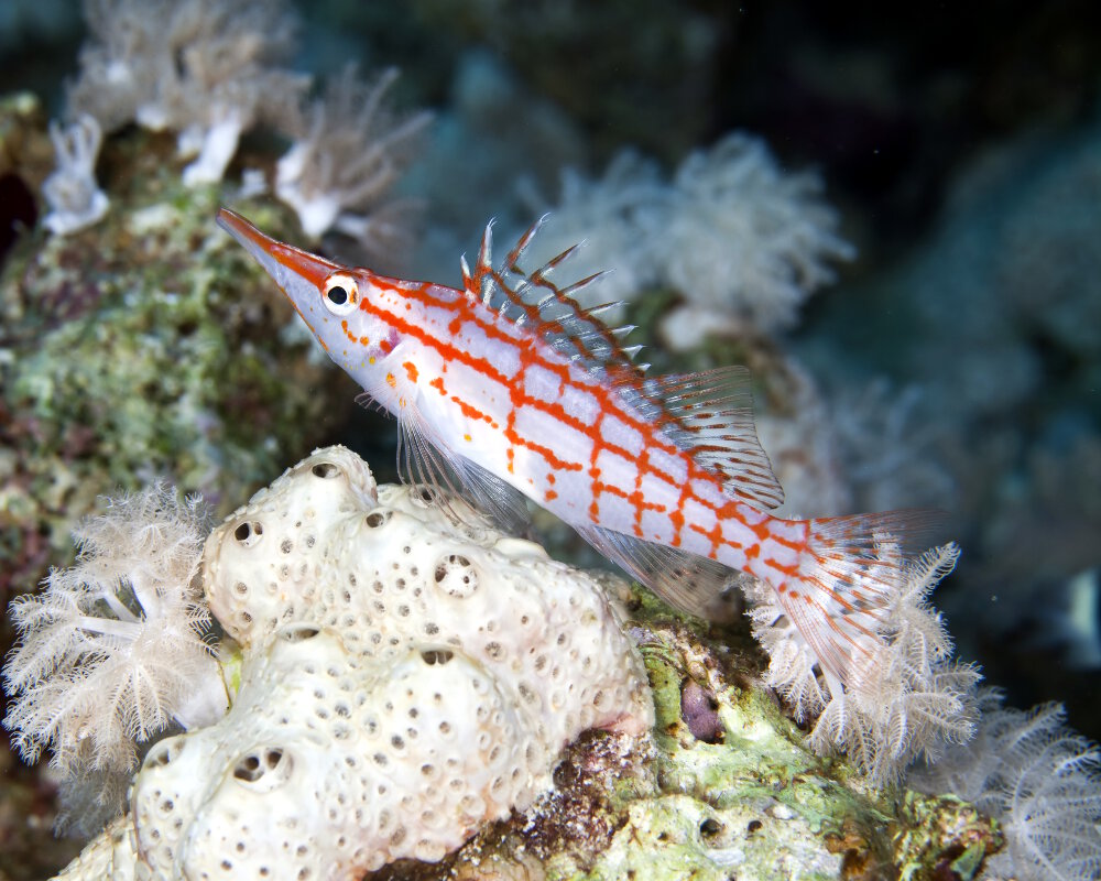 Le poisson faucon à long nez (Oxycirrhites typus)