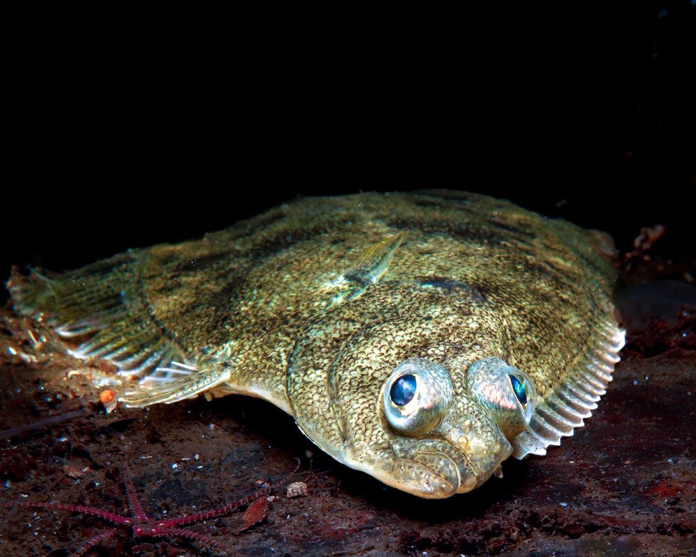 The european flounder (Platichthys flesus)