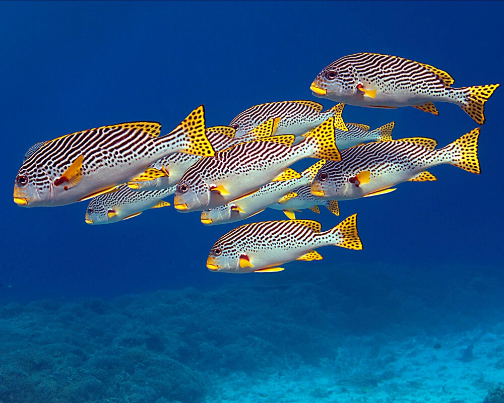 Le gaterin à bandes diagonales (Plectorhinchus lineatus) Le gaterin à bandes diagonales (Plectorhinchus lineatus)