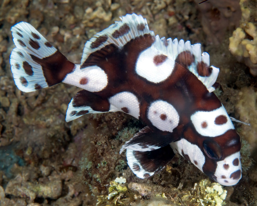Le gaterin arlequin (Plectorhinchus chaetodonoides) Le gaterin arlequin (Plectorhinchus chaetodonoides)