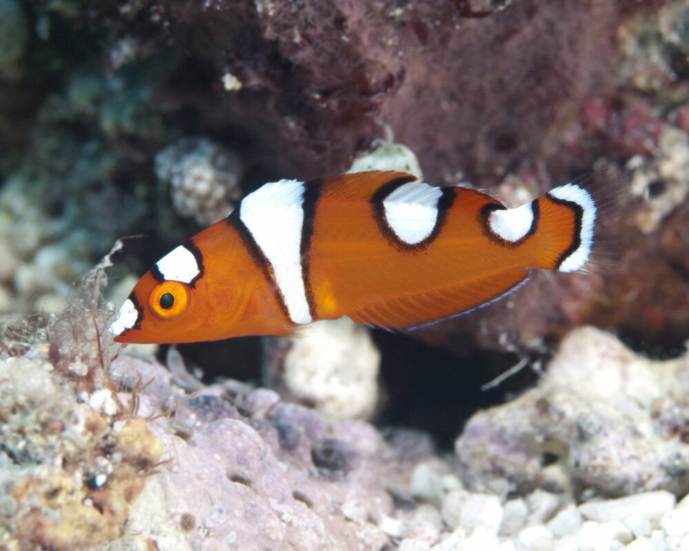 La girelle africaine (Coris cuvieri) La girelle africaine (Coris cuvieri)
