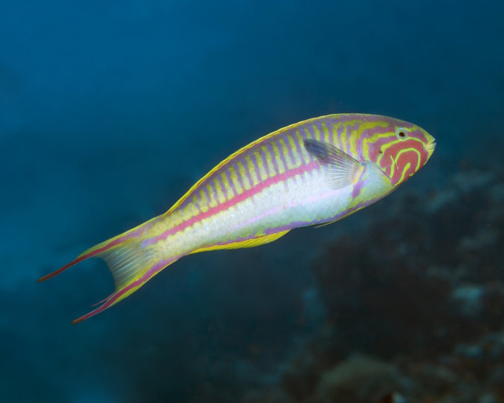 Klunzinger's wrasse (Thalassoma rueppellii) in the Red Sea, Hurghada, Egypt Klunzinger's wrasse (Thalassoma rueppellii) in the Red Sea, Hurghada, Egypt