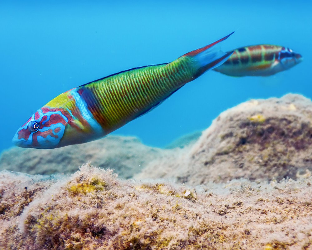 La Girelle Paon Thalassoma Pavo Poissons Marins Vie Marine
