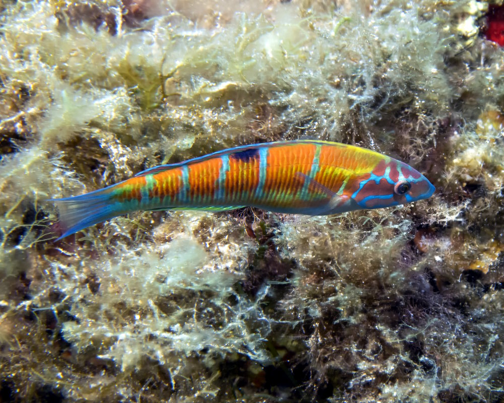 La Girelle Paon Thalassoma Pavo Poissons Marins Vie Marine