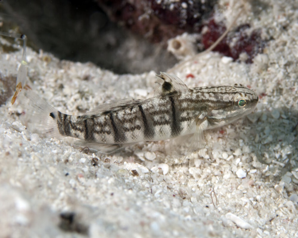 Le gobie à bandes blanches (Amblygobius phalaena) Le gobie à bandes blanches (Amblygobius phalaena)