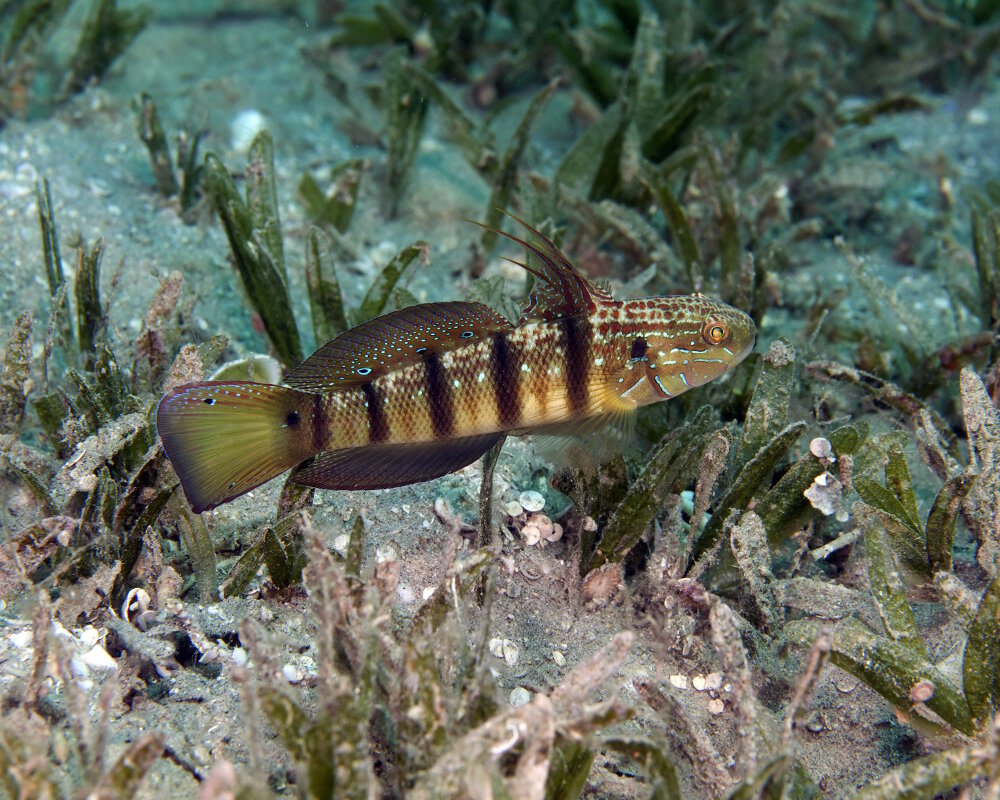 Le gobie à taches blanches (Amblygobius albimaculatus)