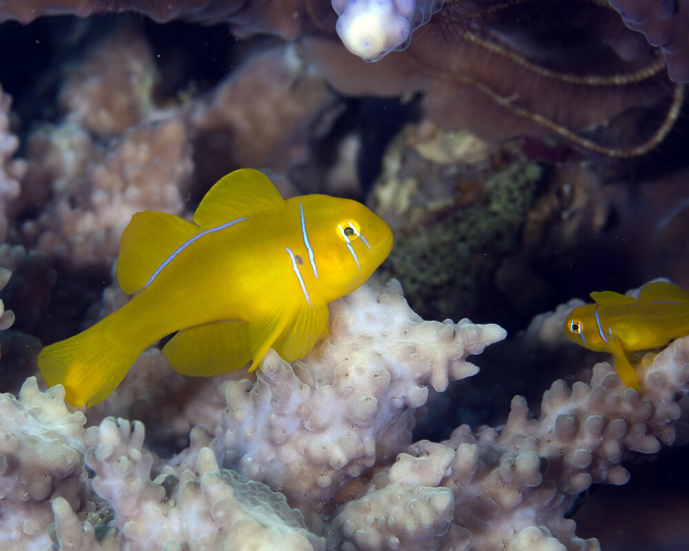 Le gobie corail citron (Gobiodon citrinus) Le gobie corail citron (Gobiodon citrinus)