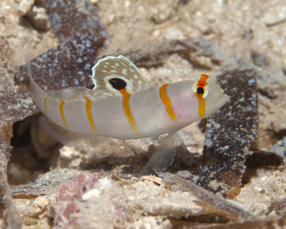Le gobie de Randall (Amblyeleotris randalli)
