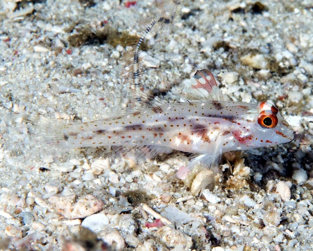 Le gobie de sable à jolis points (Fusigobius signipinnis) Le gobie de sable à jolis points (Fusigobius signipinnis)