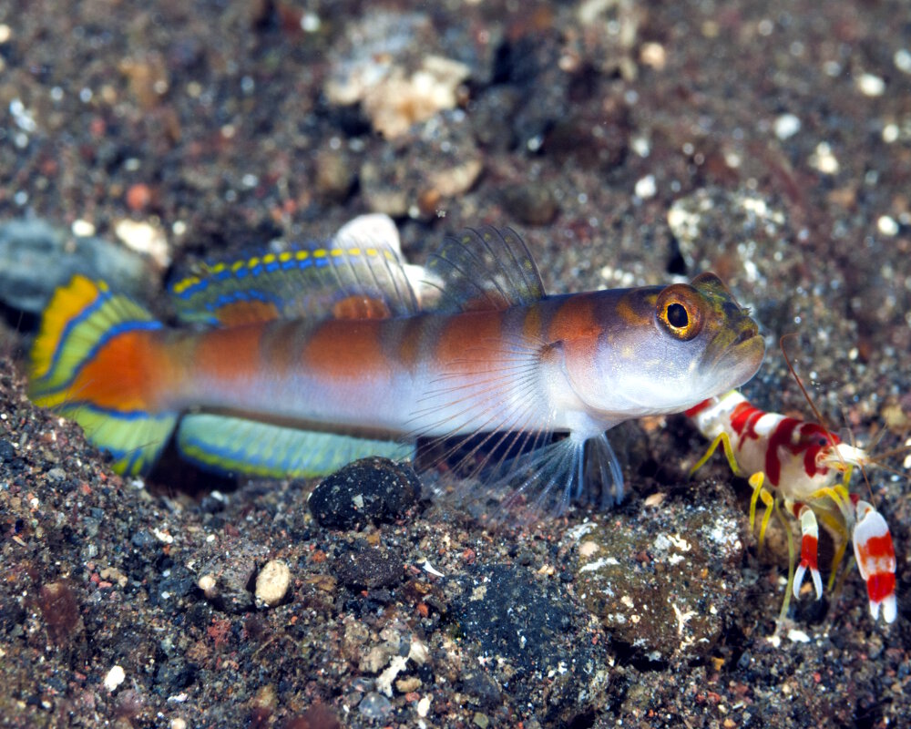 Le gobie drapeau (Amblyeleotris yanoi) Le gobie drapeau (Amblyeleotris yanoi)