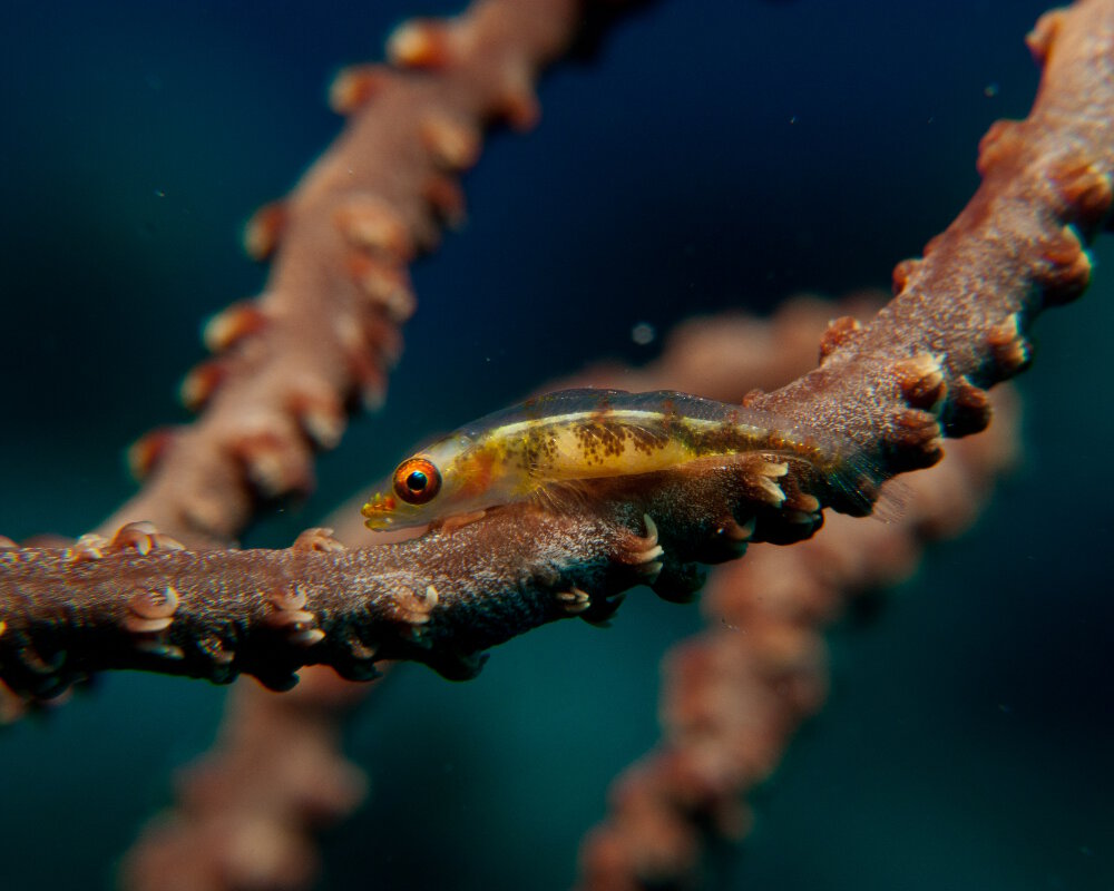 Le gobie nain des gorgones (Bryaninops amplus) Le gobie nain des gorgones (Bryaninops amplus)