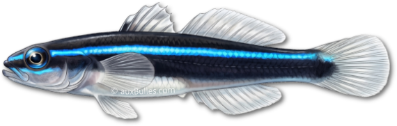 Le gobie néon (Elacatinus oceanops) Le gobie néon (Elacatinus oceanops)