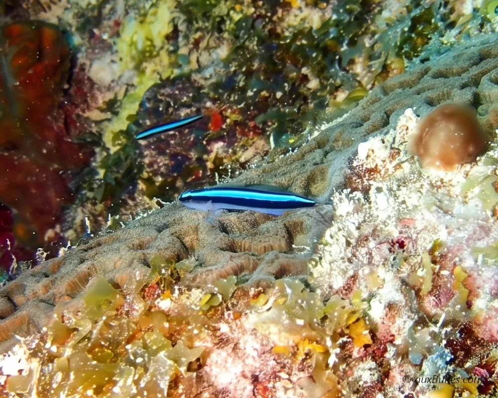 Découvrez le gobie néon (Elacatinus oceanops), un petit poisson des récifs de l'Atlantique occidental reconnaissable à sa bande bleue irisée et à son rôle de nettoyeur auprès des autres poissons.