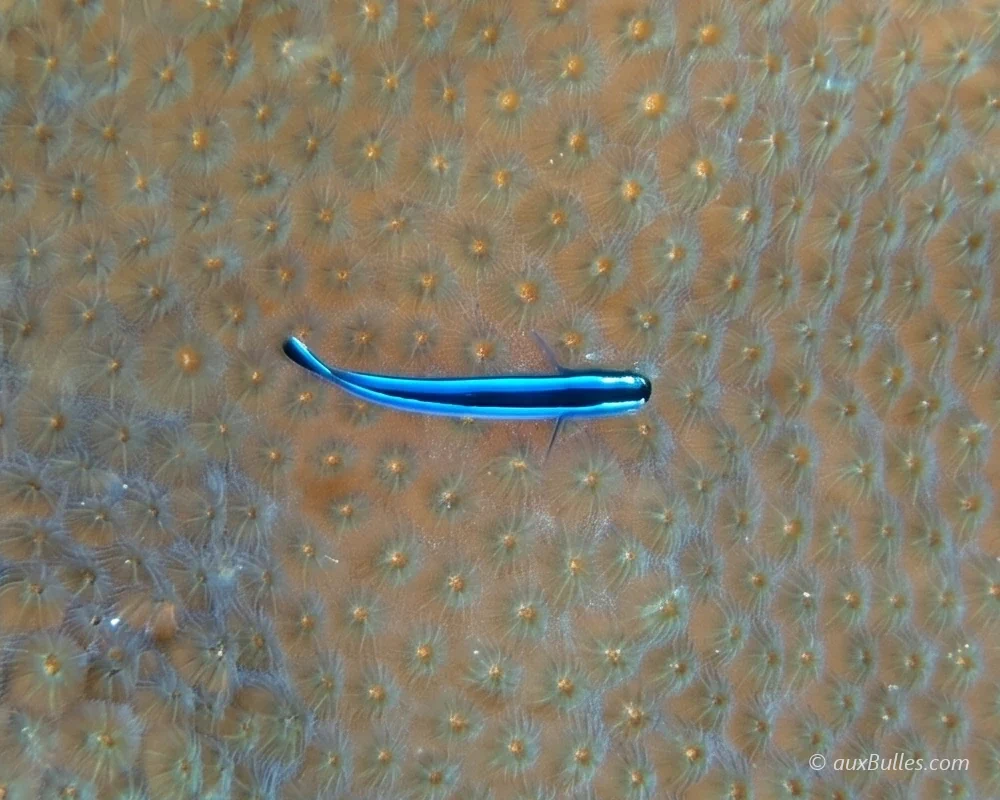 Un gobie néon (Elacatinus oceanops) posé à la surface d'un corail, dans les Keys en Floride Un gobie néon (Elacatinus oceanops) posé à la surface d'un corail, dans les Keys en Floride