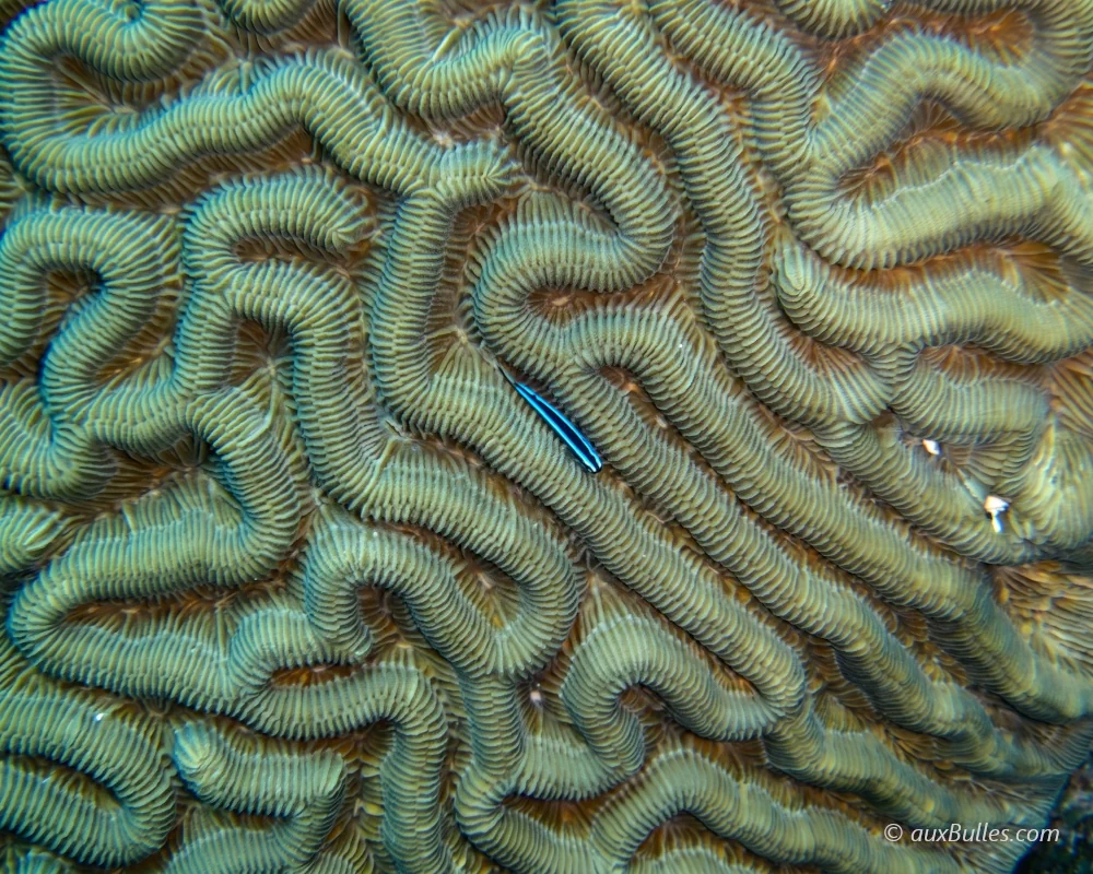 Un gobie néon (Elacatinus oceanops) blotti dans un sillon d'un corail cerveau, dans les Keys en Floride Un gobie néon (Elacatinus oceanops) blotti dans un sillon d'un corail cerveau, dans les Keys en Floride