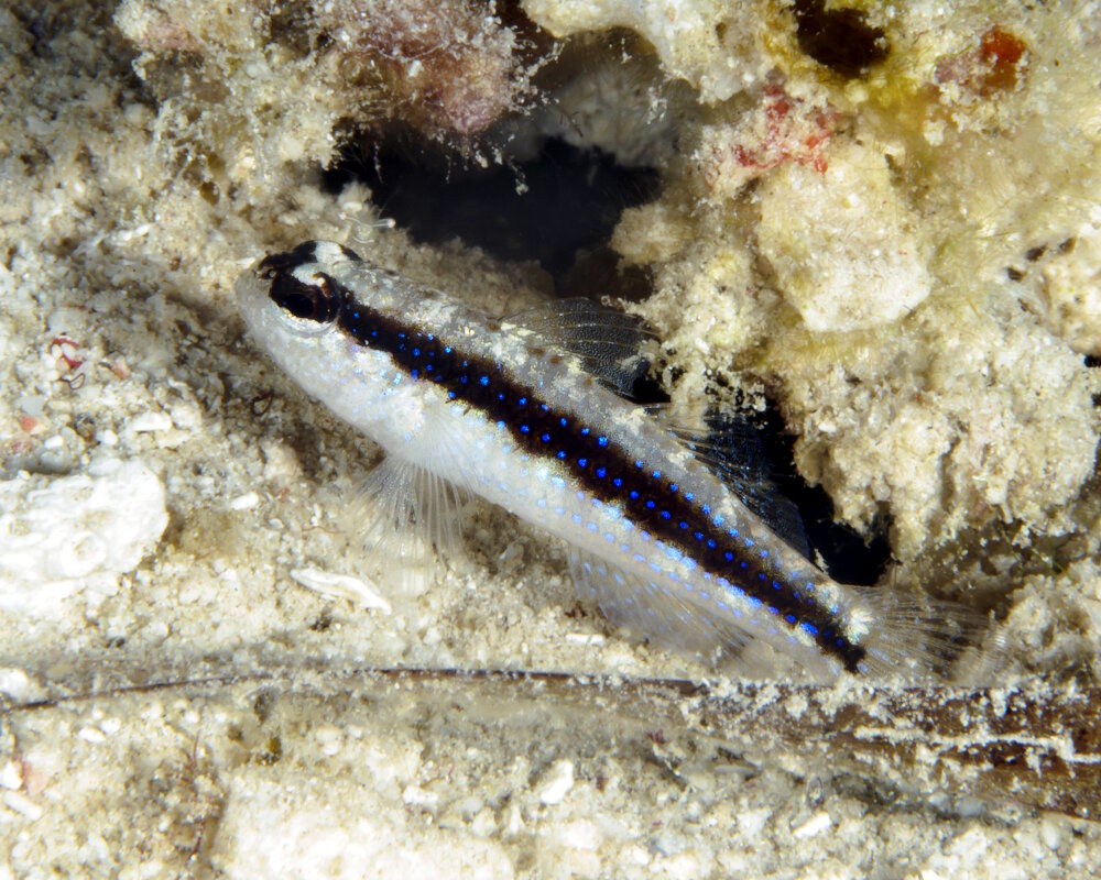 Le gobie rayé à points bleus (Asterropteryx striata) Le gobie rayé à points bleus (Asterropteryx striata)