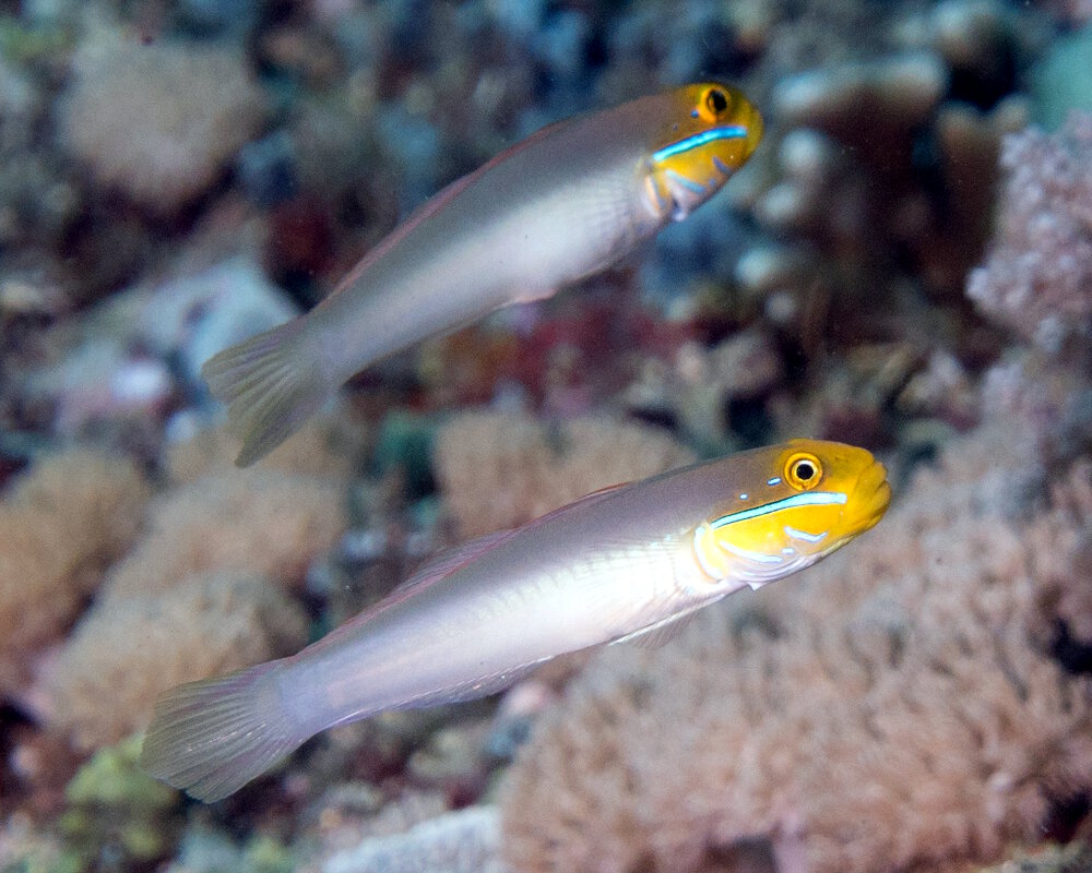 Le gobie soyeux à joues bleues (Valenciennea strigata)