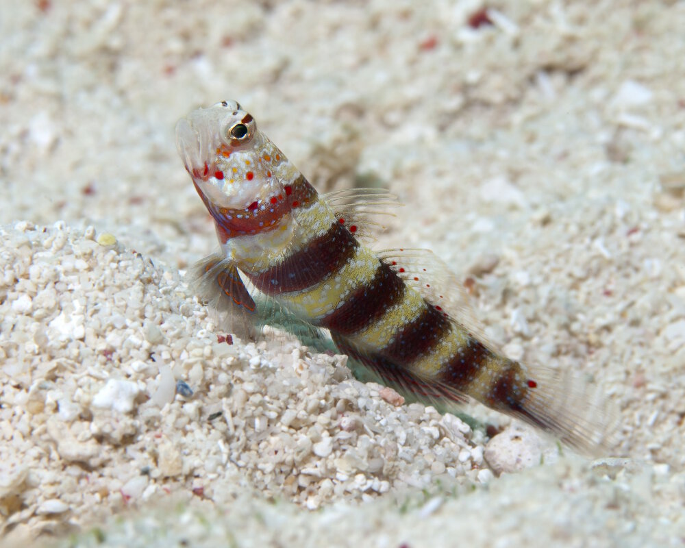 Le gobie splendide (Amblyeleotris wheeleri) Le gobie splendide (Amblyeleotris wheeleri)