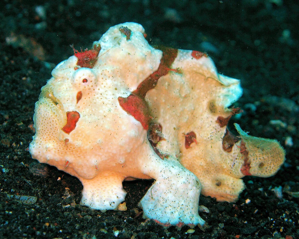Le poisson grenouille clown (Antennarius maculatus)