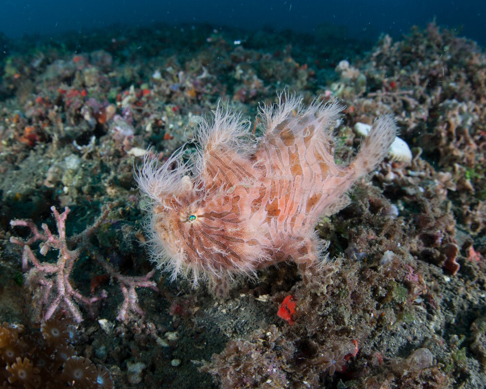 Le poisson grenouille strié (Antennarius striatus)